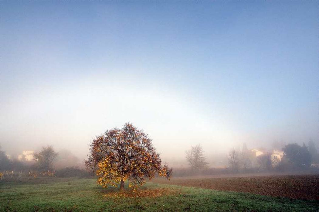 Nom de l'image : D1087125-nef-01_(c)Norbert-JUNG — Description :